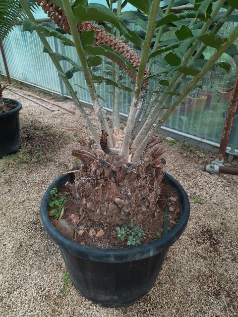 Encephalartos ferox ORNAMENTALE VASO 45 - 50