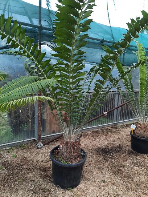 Encephalartos ferox ORNAMENTALE VASO 45 - 50