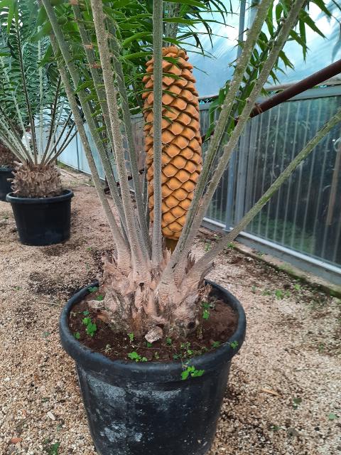 Encephalartos villosus ORNAMENTALE VASO 90 L