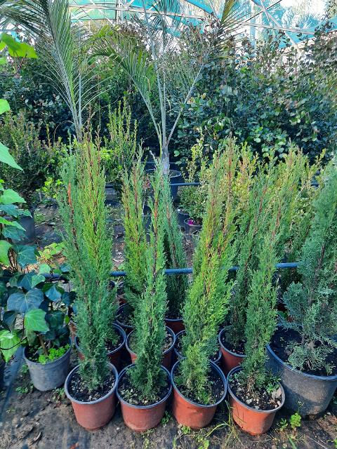 CIPRESSO TOSCANO sempervivero vaso 20