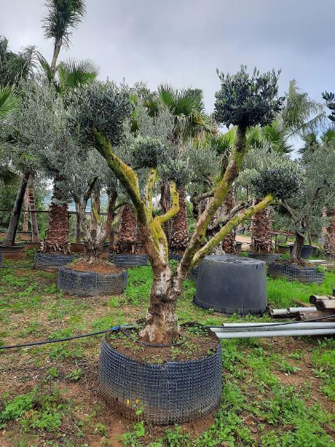 ULIVO RAMIFICATO A PALLA albero IN ZOLLA CON RETE
