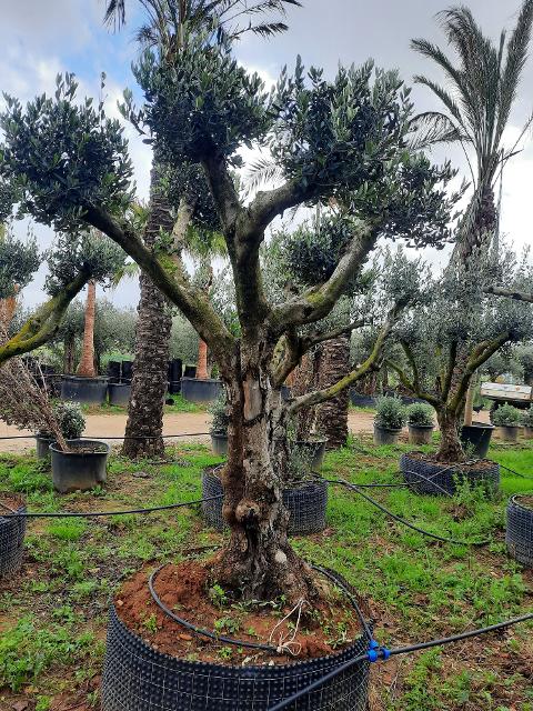 ULIVO RAMIFICATO A PALLA albero IN ZOLLA CON RETE