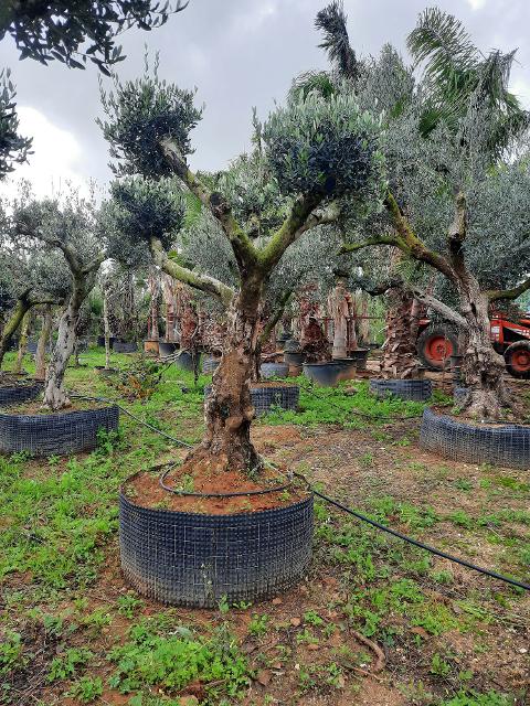 ULIVO RAMIFICATO A PALLA albero IN ZOLLA CON RETE
