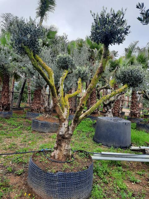 ULIVO RAMIFICATO A PALLA albero IN ZOLLA CON RETE