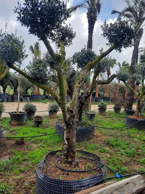 ULIVO RAMIFICATO A PALLA albero IN ZOLLA CON RETE
