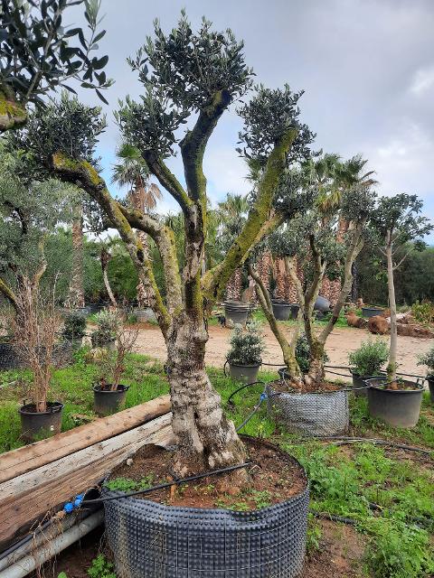 ULIVO RAMIFICATO A PALLA albero IN ZOLLA CON RETE
