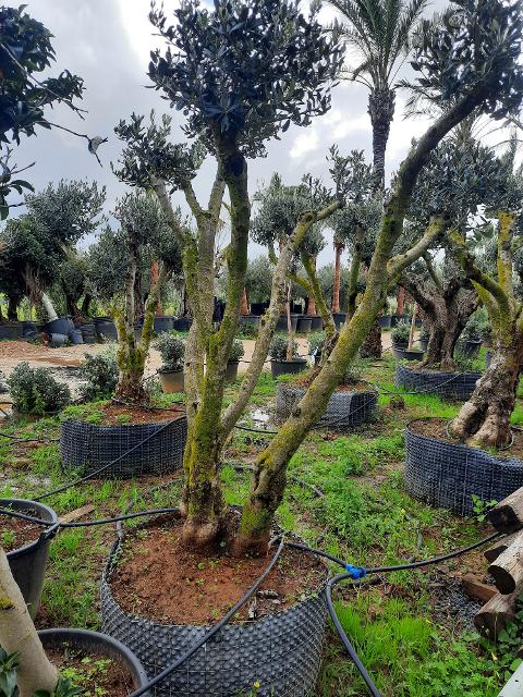 ULIVO RAMIFICATO A PALLA albero IN ZOLLA CON RETE