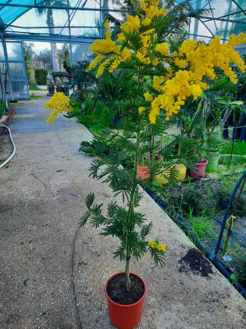 MIMOSA ALBERO ORNAMENTALE VASO 20