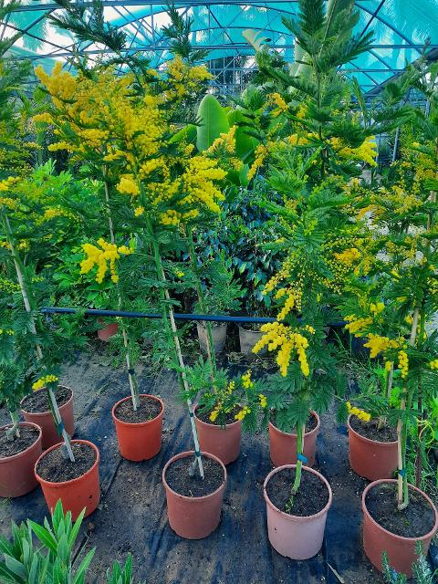 MIMOSA ALBERO ORNAMENTALE VASO 20