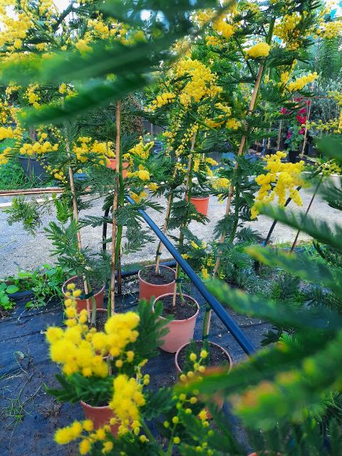 MIMOSA ALBERO ORNAMENTALE VASO 20