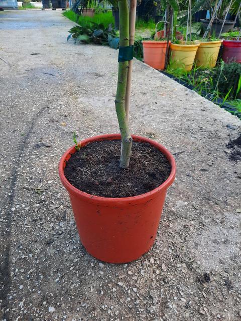 MIMOSA ALBERO ORNAMENTALE VASO 20