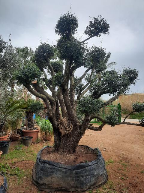 ULIVO RAMIFICATO A PALLA albero IN ZOLLA CON RETE