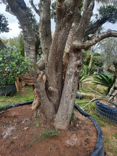 ULIVO RAMIFICATO A PALLA albero IN ZOLLA CON RETE