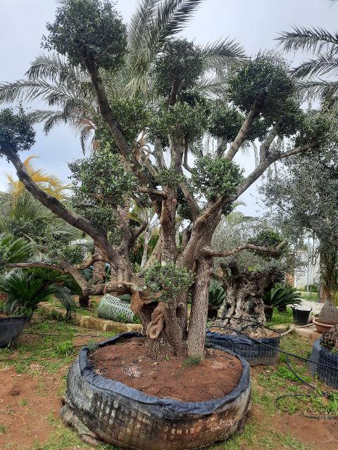 ULIVO RAMIFICATO A PALLA albero IN ZOLLA CON RETE