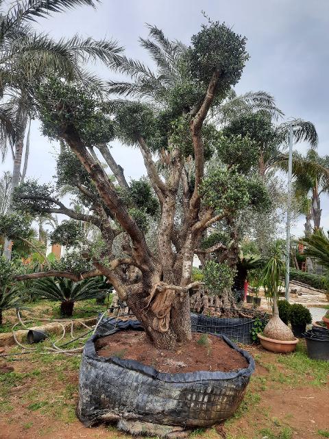 ULIVO RAMIFICATO A PALLA albero IN ZOLLA CON RETE
