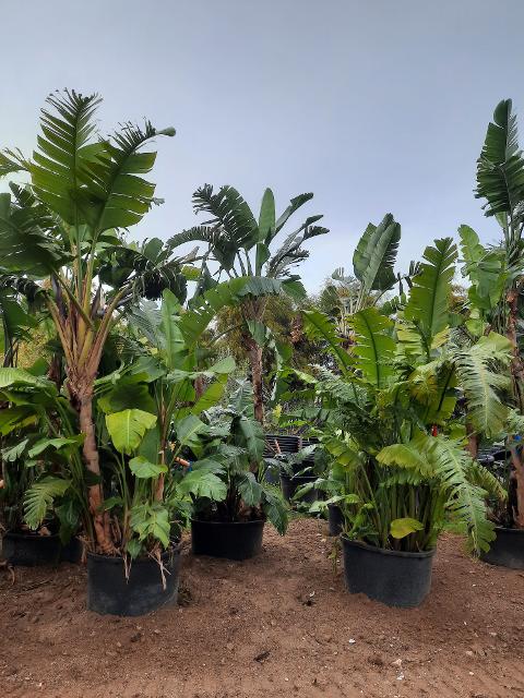 STERLIZIA AUGUSTA VASO ORNAMENTALE VASO 240 L 3 - 4 m