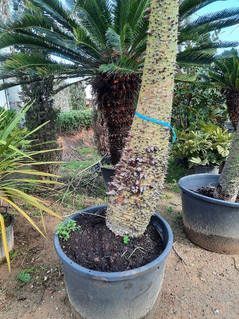 ALBERO DEL KAPOK ORNAMENTALE VASO 200 L