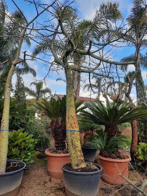 ALBERO DEL KAPOK ORNAMENTALE VASO 200 L