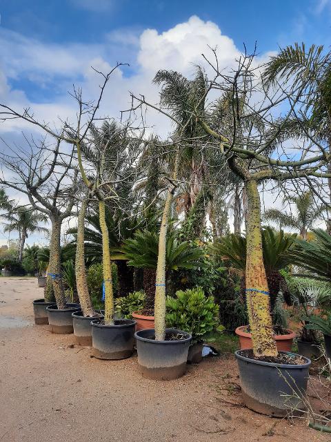 ALBERO DEL KAPOK ORNAMENTALE VASO 200 L