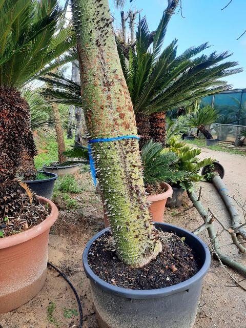 ALBERO DEL KAPOK ORNAMENTALE VASO 200 L