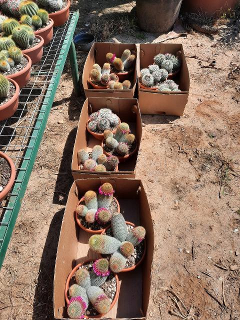 MAMMILLARIA E CACTUS PIANTA GRASSA VASO