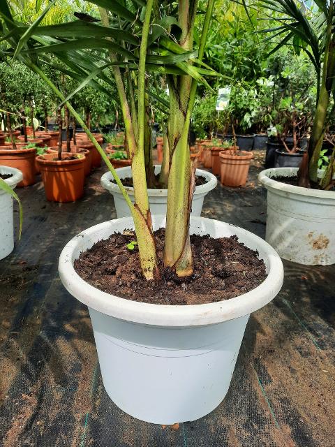 Archontophoenix Alexandrae ORNAMENTALE VASO 26 - 28 BIANCO