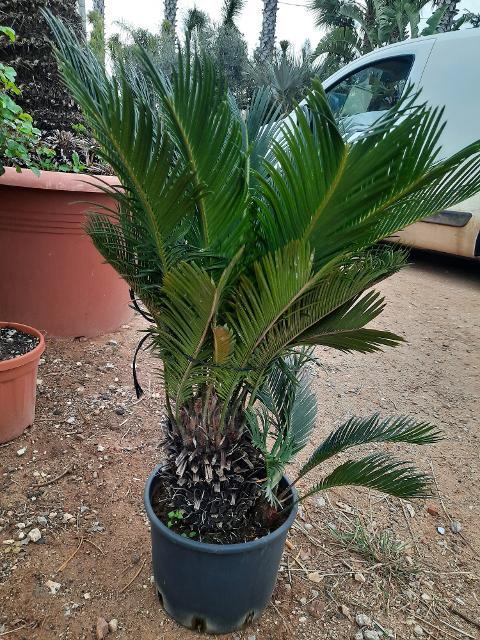 CYCAS REVOLUTA IN VASO ORNAMENTALE VASO 24 -