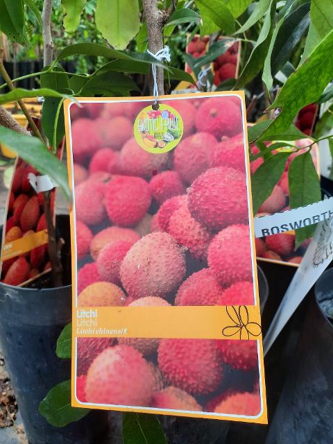LITCHI IN VASO varierà chinensis VASO CONICO 16\18