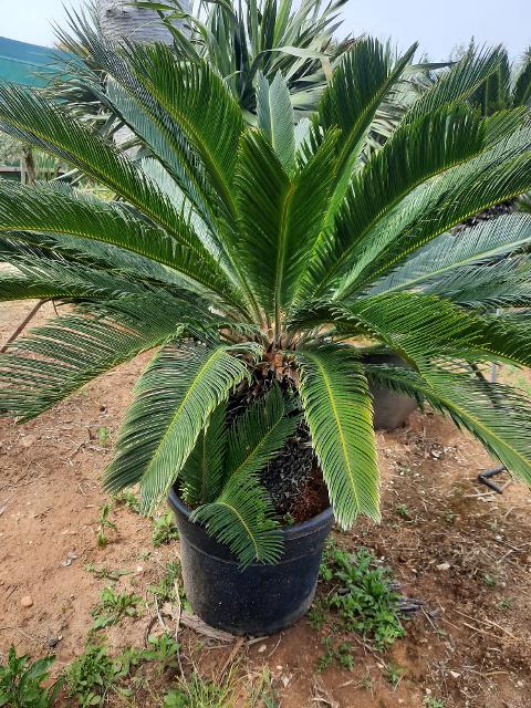 CYCAS REVOLUTA IN VASO ORNAMENTALE VASO 24 -