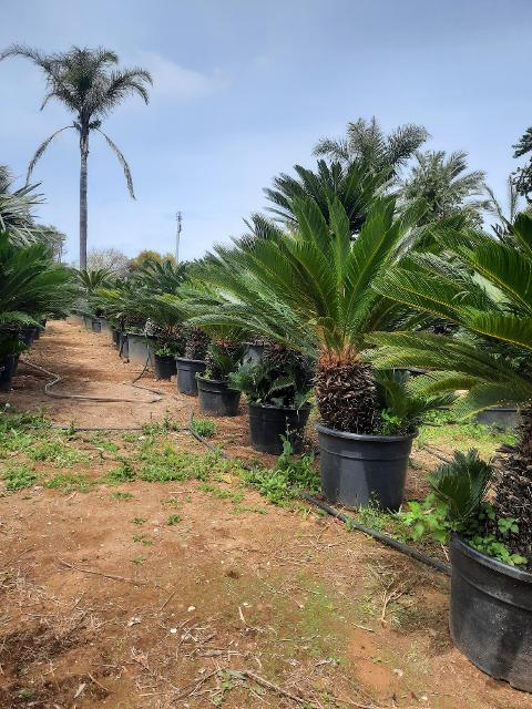 CYCAS REVOLUTA IN VASO ORNAMENTALE VASO 24 -