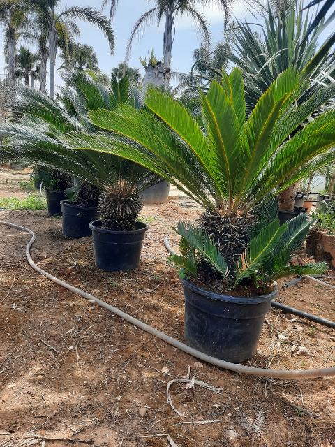 CYCAS REVOLUTA IN VASO ORNAMENTALE VASO 24 -