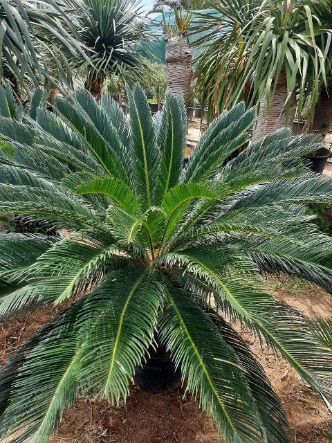 CYCAS REVOLUTA IN VASO ORNAMENTALE VASO 24 -