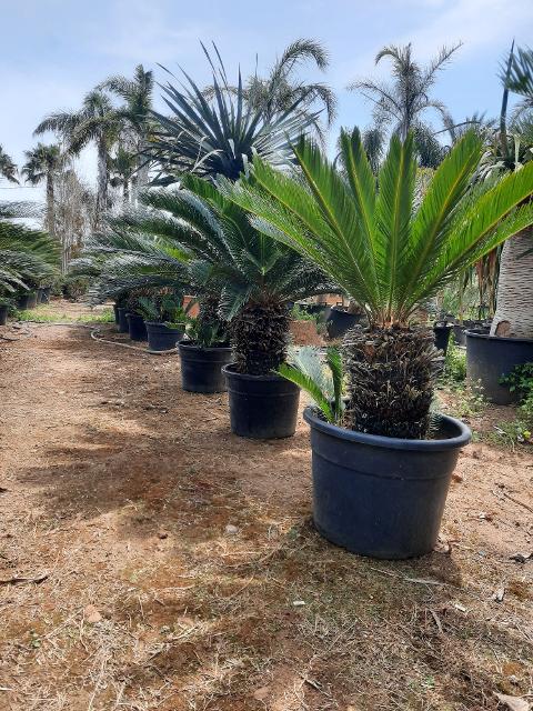 CYCAS REVOLUTA IN VASO ORNAMENTALE VASO 24 -