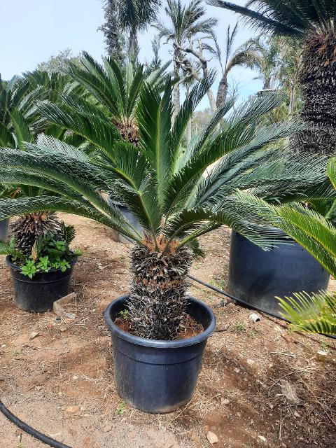 CYCAS REVOLUTA IN VASO ORNAMENTALE VASO 24 -