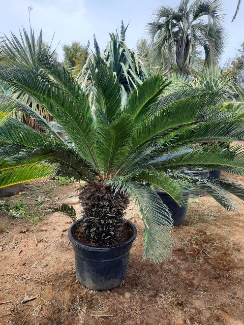 CYCAS REVOLUTA IN VASO ORNAMENTALE VASO 24 -