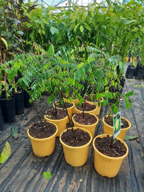 CARAMBOLA ALBERO TROPICALE vaso 24 - 26