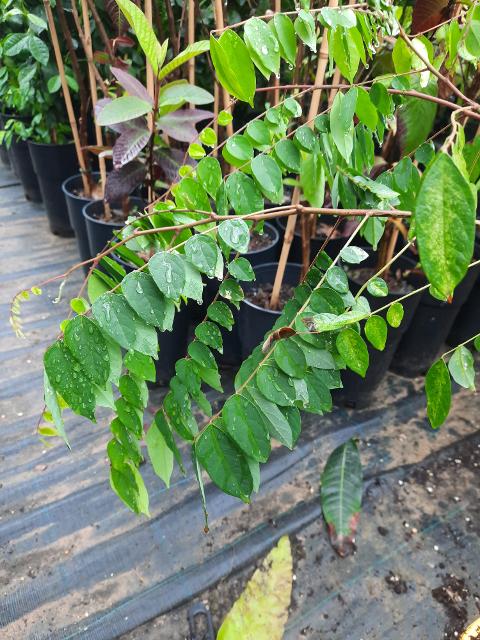 CARAMBOLA ALBERO TROPICALE vaso 24 - 26
