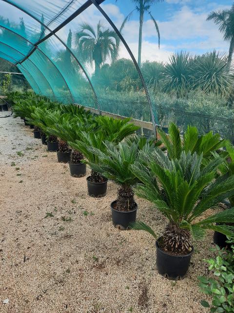 CYCAS REVOLUTA IN VASO ORNAMENTALE VASO 24 -