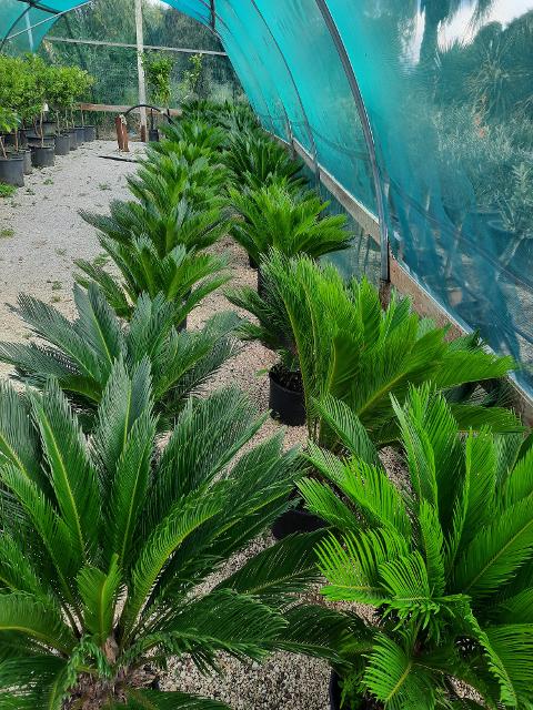 CYCAS REVOLUTA IN VASO ORNAMENTALE VASO 24 -