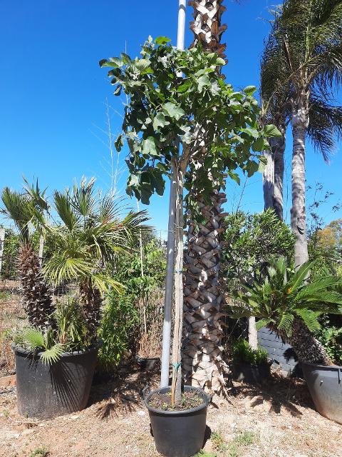 FICO BRIGITTO BIANCO albero da frutto VASO 60 L