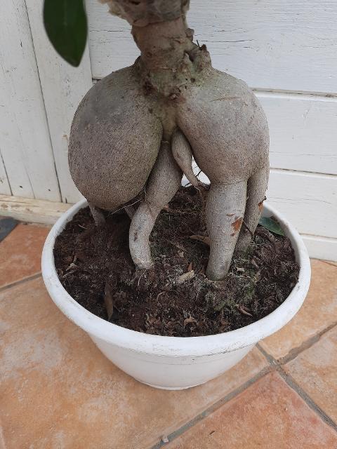 FICUS GINSENG BONSAI ORNAMENTALE BONSAI vaso 26 BIANCO