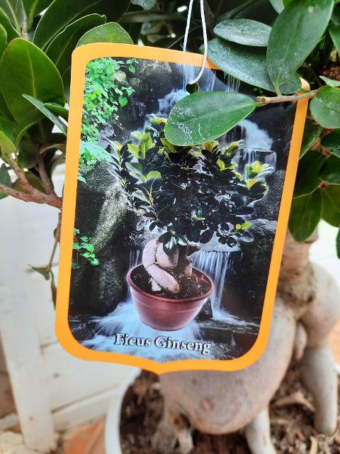 FICUS GINSENG BONSAI ORNAMENTALE BONSAI vaso 26 BIANCO