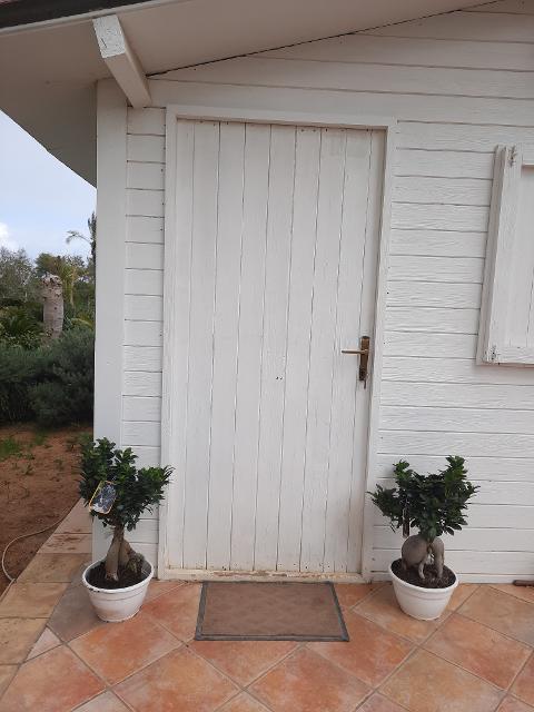 FICUS GINSENG BONSAI ORNAMENTALE BONSAI vaso 26 BIANCO