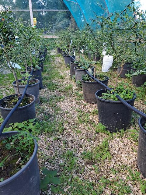 FINGER LIME (FAUSTRIME) VARIETA  BIANCO VASO 28/30
