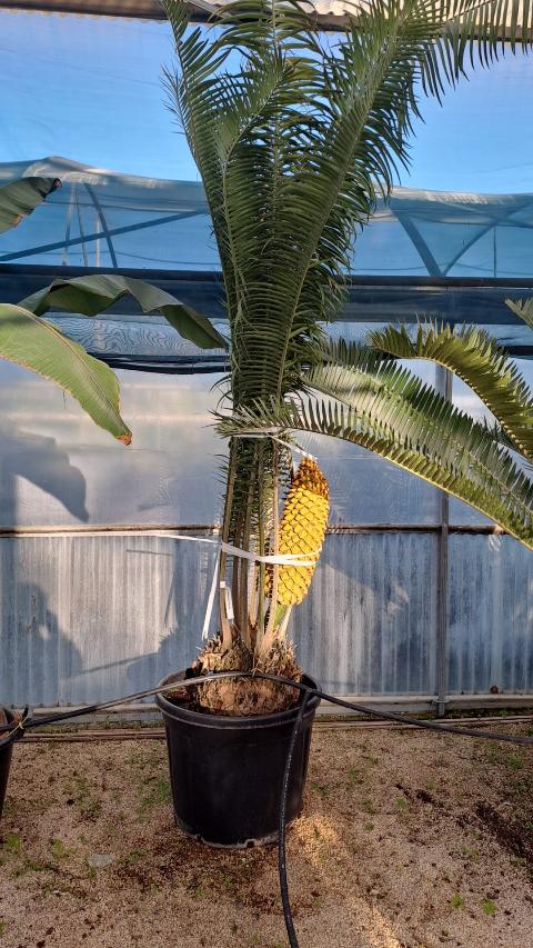 Encephalartos villosus ORNAMENTALE VASO 90 L