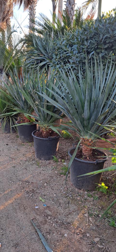 Dracaena draco IN VASO ORNAMENTALE VASO 35