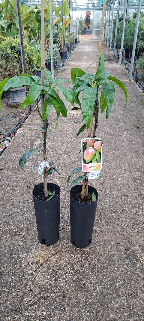 'Kensington' PRIDE MANGO ALBERO TROPICALE VASO CONICO 16\18