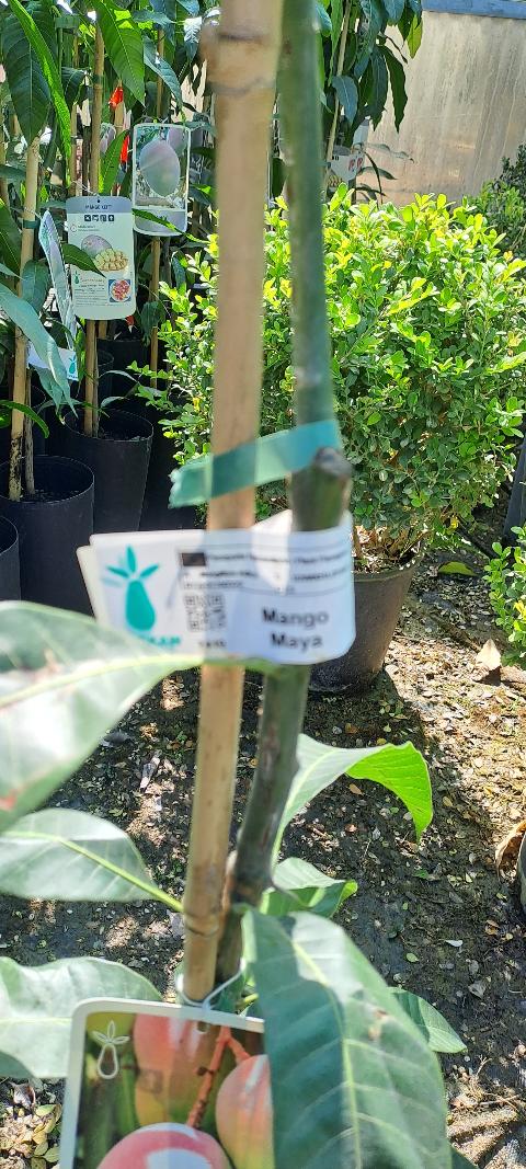 'Maya' MANGO ALBERO TROPICALE VASO CONICO 16\18