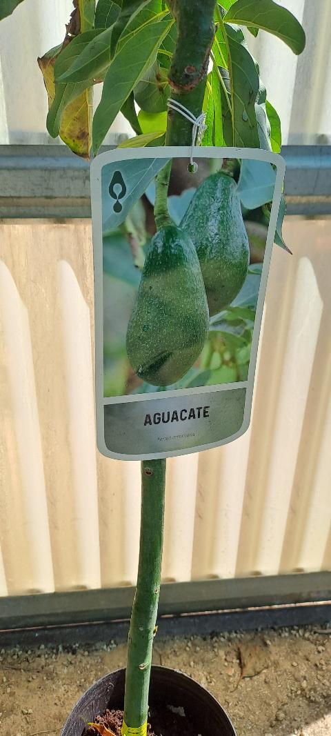 Ettinger AVOCADO ALBERO TROPICALE VASO CONICO 16\18