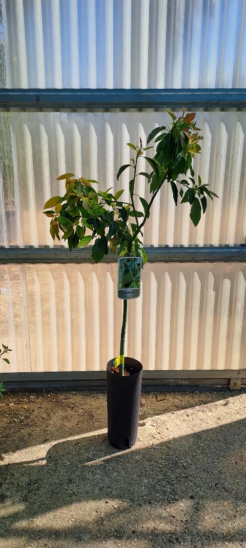 Ettinger AVOCADO GRUPPO B ALBERO TROPICALE VASO CONICO 16\18